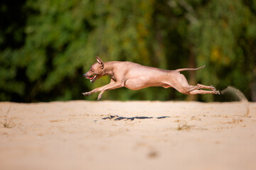 pinscher dog running in sand 