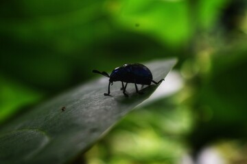 bug on a leaf