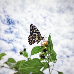 butterfly on a flower