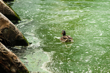 duck at the dam
