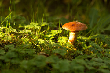 mushroom in the grass