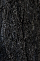 The texture of tree bark covered. Natural background.