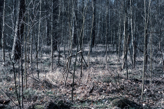Gloomy gray forest overgrown with bushes, trees and dry yellowed grass, close-up, early spring.