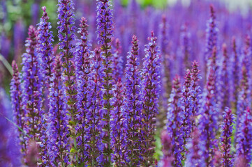 Violet flowers Sage, ears of sage officinalis, close-up