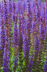 Violet flowers Sage, ears of sage officinalis, close-up