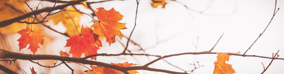 Panoramic view of the maple's branches in nature in autumn