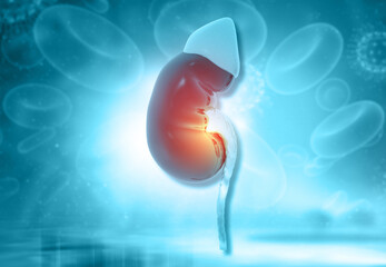 Human kidney on scientific background. 3d illustration..