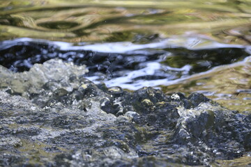 stream in the forest