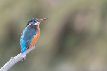 Common kingfisher (Alcedo atthis)