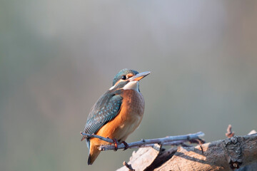 Common kingfisher (Alcedo atthis)