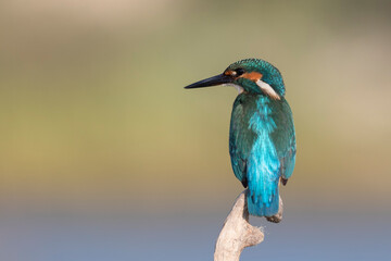 Common kingfisher (Alcedo atthis)