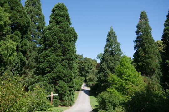Sequoias bzw. Mammutbäume im Rombergpark in Dortmund