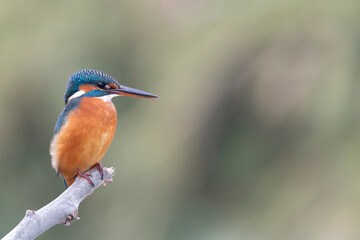 Common kingfisher (Alcedo atthis)