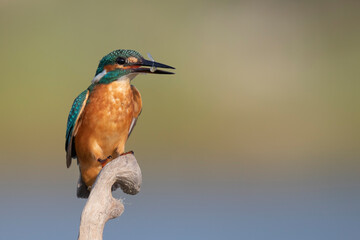 Common kingfisher (Alcedo atthis)