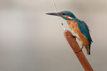 Common kingfisher (Alcedo atthis)