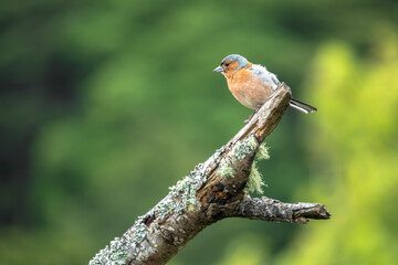 Chaffinch bird on the tree branch - 530781851