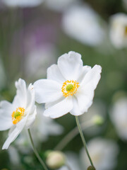 White flower