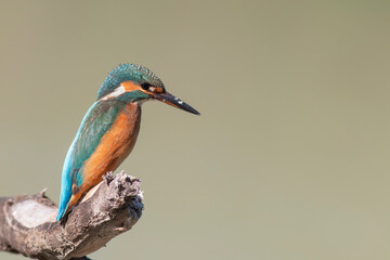 Common kingfisher (Alcedo atthis)
