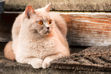 Light brown color chubby British short hair cat on a back porch of a house. Looking to a side.