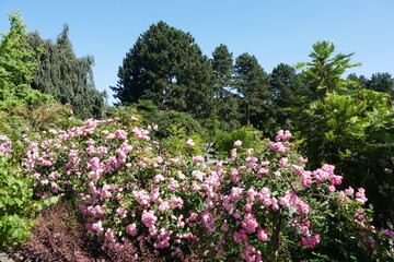 Rosen im Rombergpark