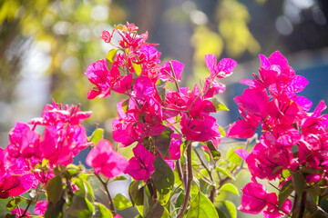 Nature Photography, Plant, Flower and rose. Photo is selective focus with shallow depth of field. Photo taken at Cairo Egypt