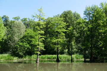 Sumpfzypressen im Rombergpark