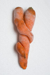 Deformed carrot on white background. Crooked and funny ugly vegetable with strange shape.
