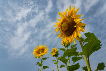 Beautiful sunflowers with a blue sky in the background at the end of August.