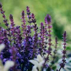 Sage plants in closeup with blurred background