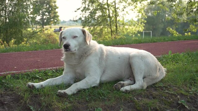 White dog sleeping on green grass. Dog with closed eyes. Dog sleeps in nature on grass. A big white dog.