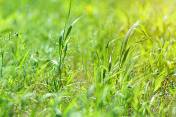 Abstract sunny blurry organic video background. Defocus summer, spring nature, moving in blowing wind. Selective focus