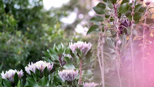 Australian native Protea growing in garden / Lakes Entrance, Australia