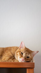 Orange cat asleep. Kitten resting.