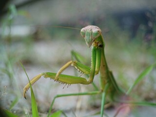 green praying mantis