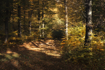 forest path in autumn with brown colors