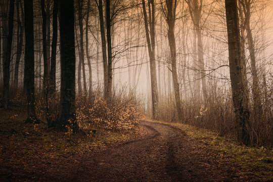 dark forest road on autumn morning