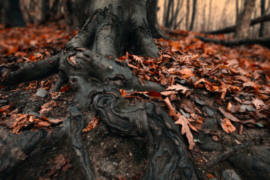 old tree root on the forest ground
