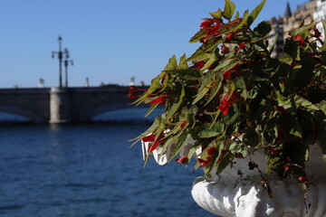 Flower pot by the riverside of San Sebastian, Spain