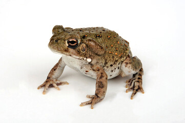 Coloradokröte // Colorado River toad (Incilius alvarius / Bufo alvarius)