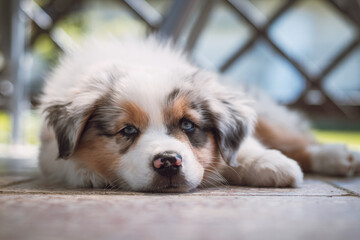 Australian Shepherd puppy lies tiredly on the floor and falls asleep happily after a hard work. Candid portrait of a young colored. Bored dog