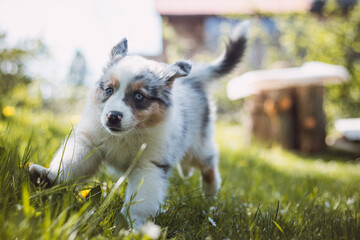 Australian Shepherd puppy running around the garden enjoying his freedom of movement with a smile on his face