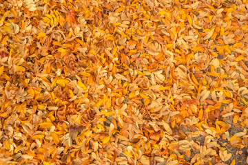 Golden autumn. Texture of red fallen leaves on the ground