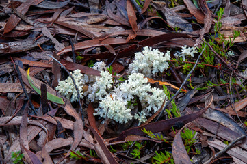 Lake St Clair Australia, pulchrocladia retipora also known as coral lichen, grows in coastal and alpine heathlands in Australia and New Zealand