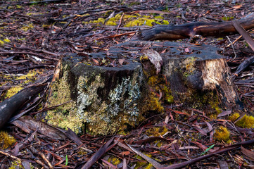 Lake St Clair Australia, tree stump with lichen and moss on a rainy day
