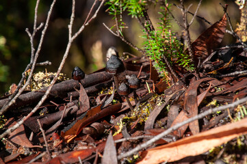 Lake St Clair Australia, small black mushrooms growing among the forest leaf litter
