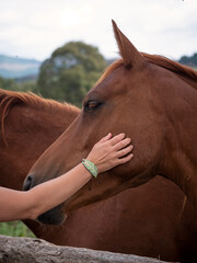 Female arm stroking a chestnut Anglo arab horse.