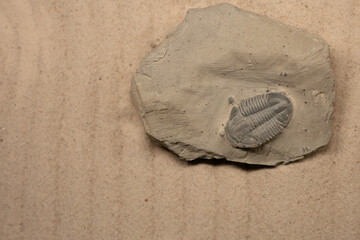 Asaphiscus Wheeleri is a genus of trilobite that lived in the Cambrian. Its remains have been found in Australia and North America, especially in Utah. © marchsirawit