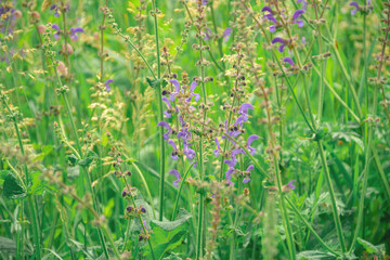 Obraz premium summer meadow blue and yellow flowers