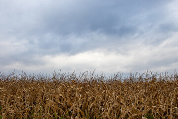 Corn field in the late summer, autumn. Stormy dramatic sky before rain. Biofuel plant. Harvesting season