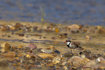 Black-fronted Dotterel in Northern Territory Australia